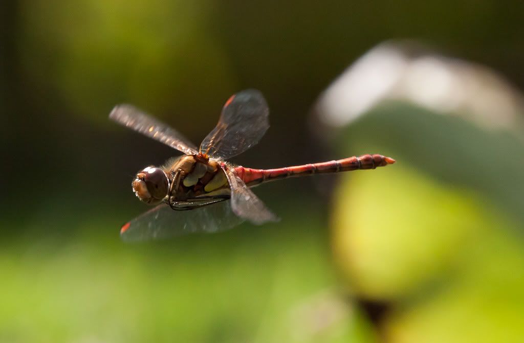 IMAGE: http://i72.photobucket.com/albums/i192/garlicpickle/Canon/lr1small-6585.jpg