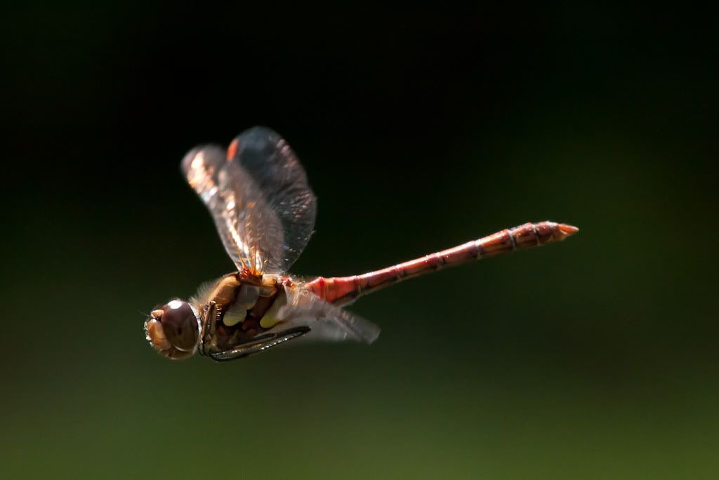 IMAGE: http://i72.photobucket.com/albums/i192/garlicpickle/Canon/lr1small-6630.jpg