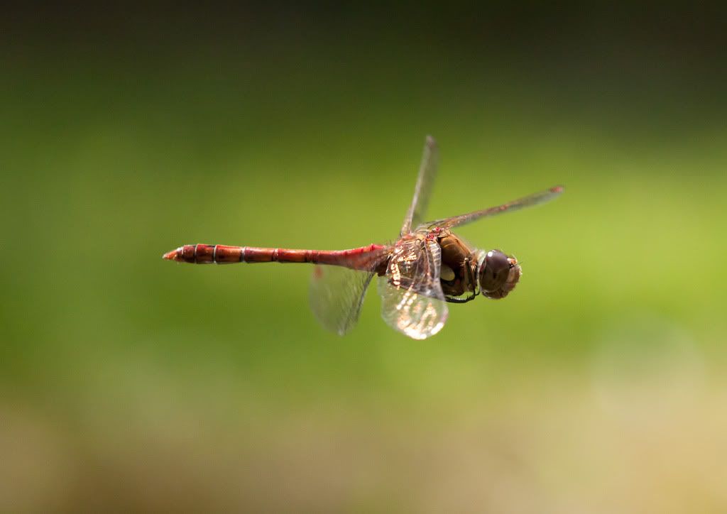 IMAGE: http://i72.photobucket.com/albums/i192/garlicpickle/Canon/lr1small-6655.jpg