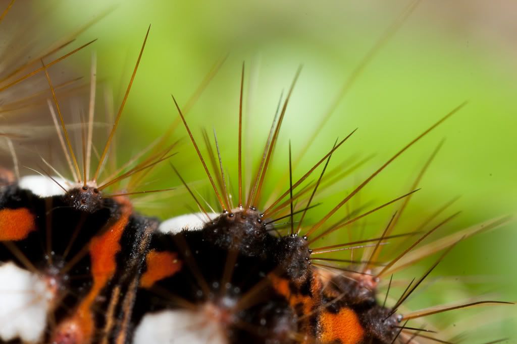 IMAGE: http://i72.photobucket.com/albums/i192/garlicpickle/Canon/lr1small-6896.jpg