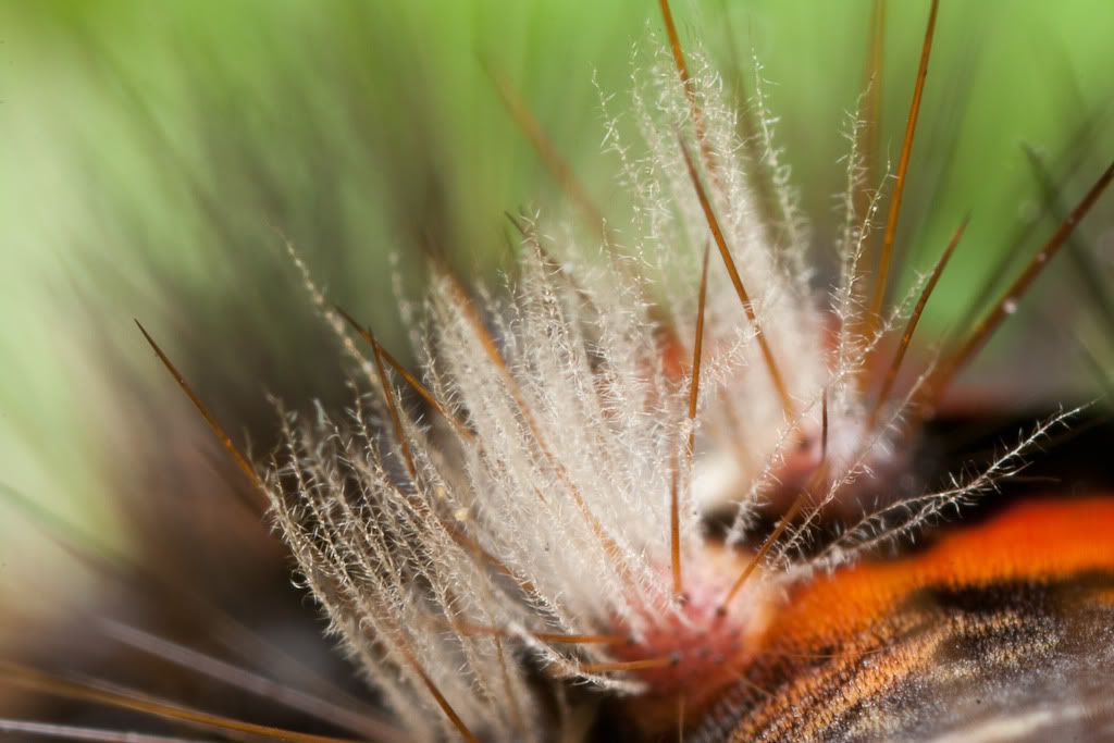 IMAGE: http://i72.photobucket.com/albums/i192/garlicpickle/Canon/lr1small-6902.jpg