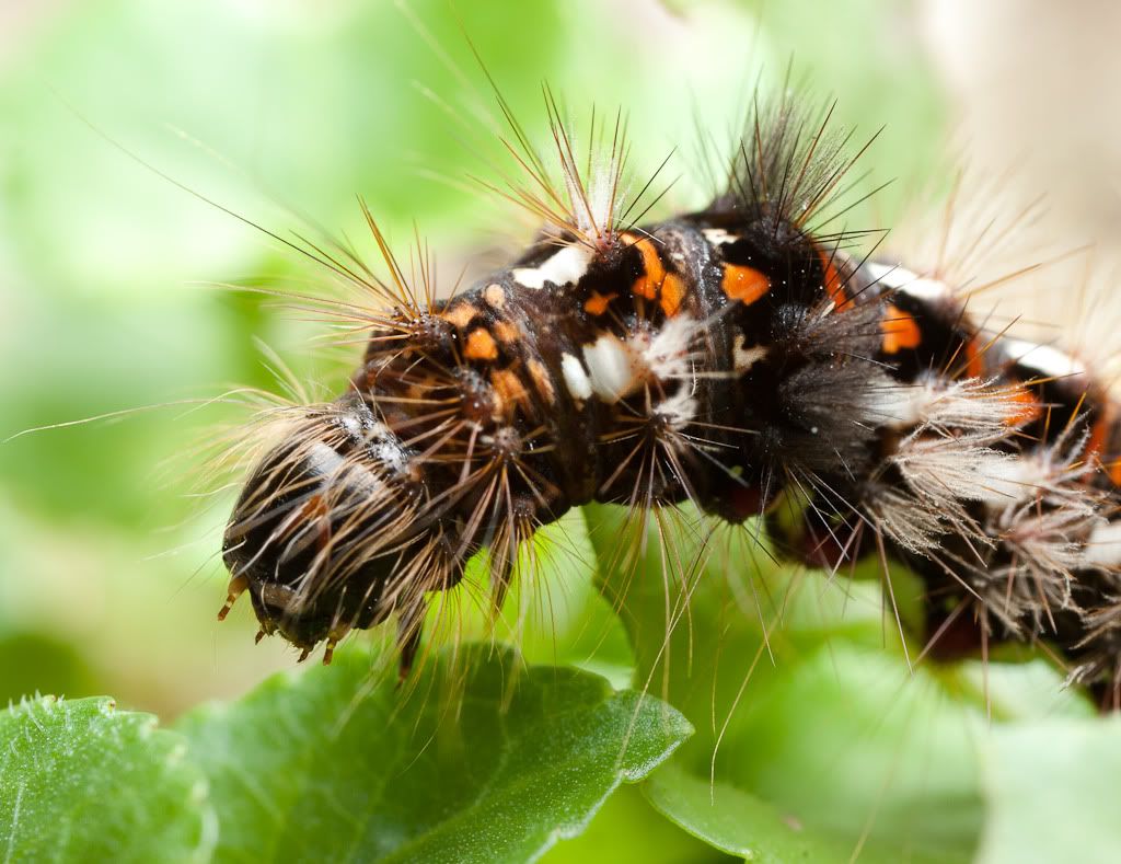 IMAGE: http://i72.photobucket.com/albums/i192/garlicpickle/Canon/lr1small-6904.jpg