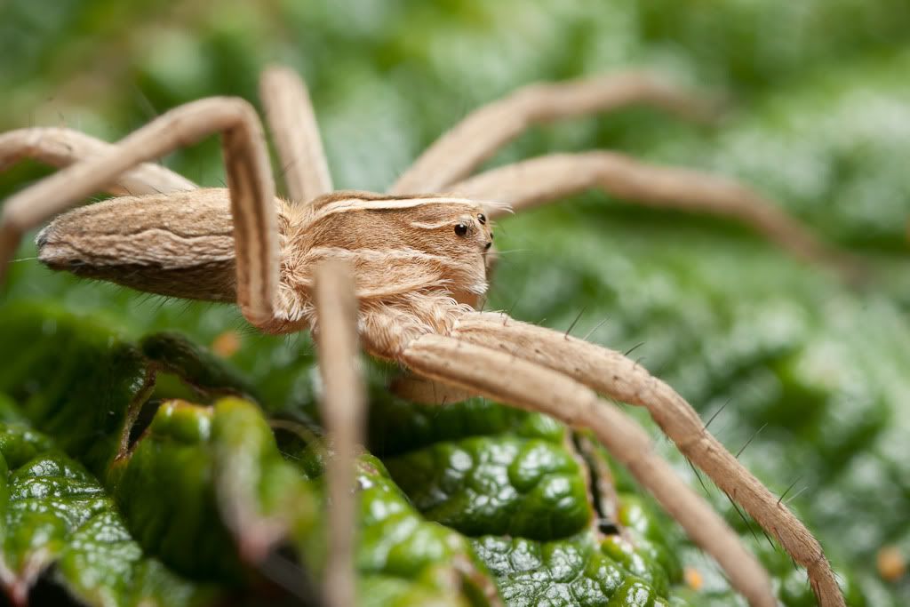 IMAGE: http://i72.photobucket.com/albums/i192/garlicpickle/Canon/lr1small-6930.jpg