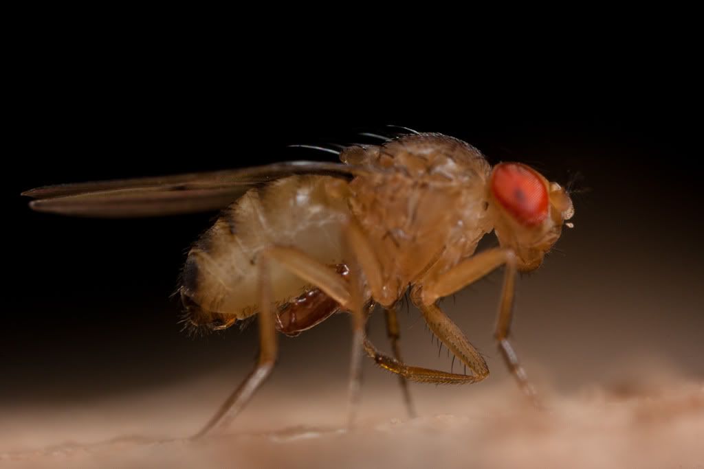 IMAGE: http://i72.photobucket.com/albums/i192/garlicpickle/Canon/lr1small-6967.jpg