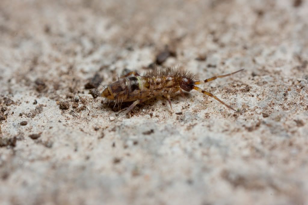 IMAGE: http://i72.photobucket.com/albums/i192/garlicpickle/Canon/lr1small-6990.jpg