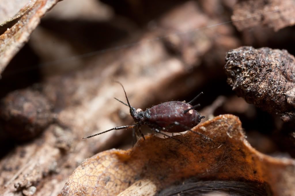 IMAGE: http://i72.photobucket.com/albums/i192/garlicpickle/Canon/lr1small-6996.jpg