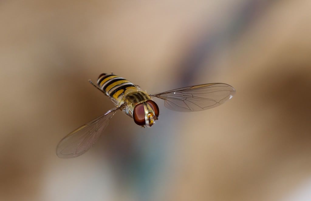 IMAGE: http://i72.photobucket.com/albums/i192/garlicpickle/Canon/lr1small-7.jpg