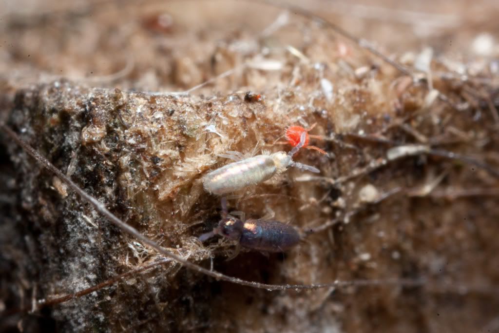 IMAGE: http://i72.photobucket.com/albums/i192/garlicpickle/Canon/lr1small-7060.jpg