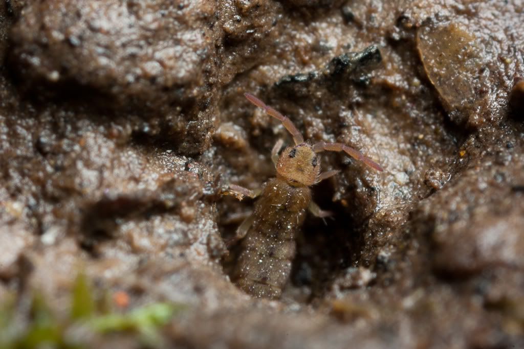 IMAGE: http://i72.photobucket.com/albums/i192/garlicpickle/Canon/lr1small-7571.jpg