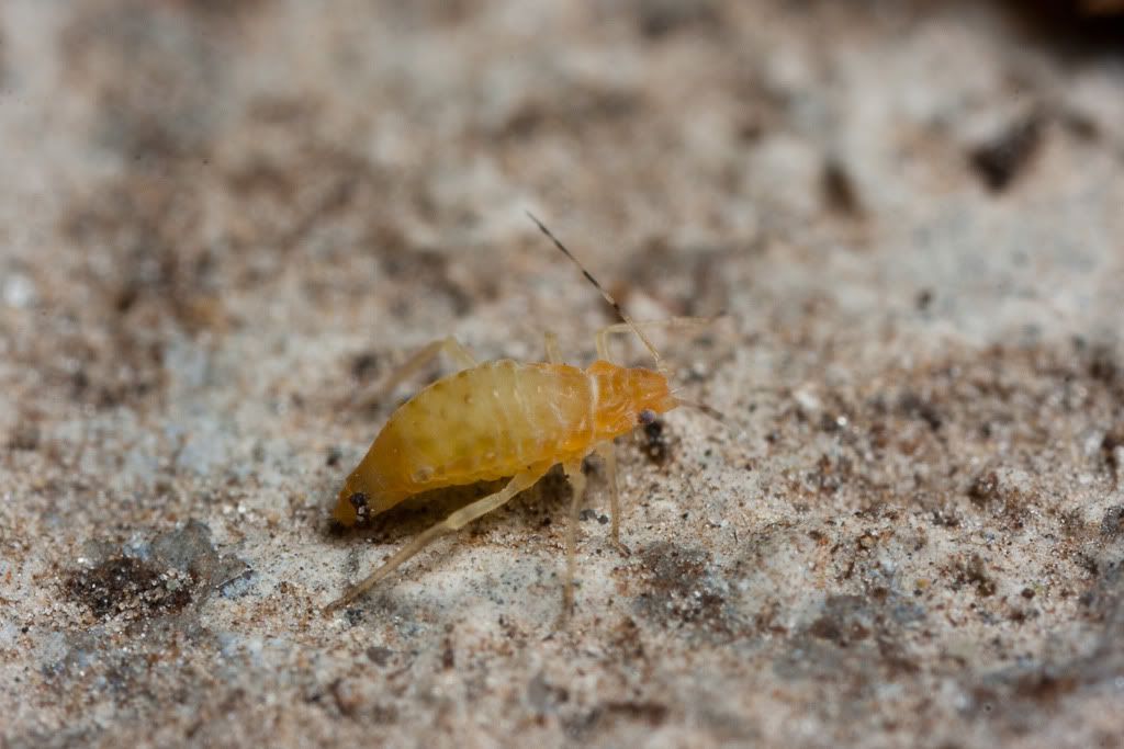 IMAGE: http://i72.photobucket.com/albums/i192/garlicpickle/Canon/lr1small-7587.jpg