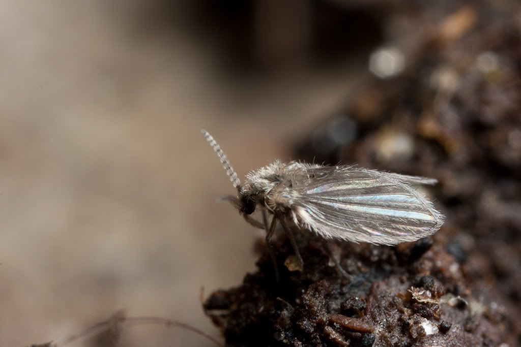 IMAGE: http://i72.photobucket.com/albums/i192/garlicpickle/Canon/lr1small-7600.jpg