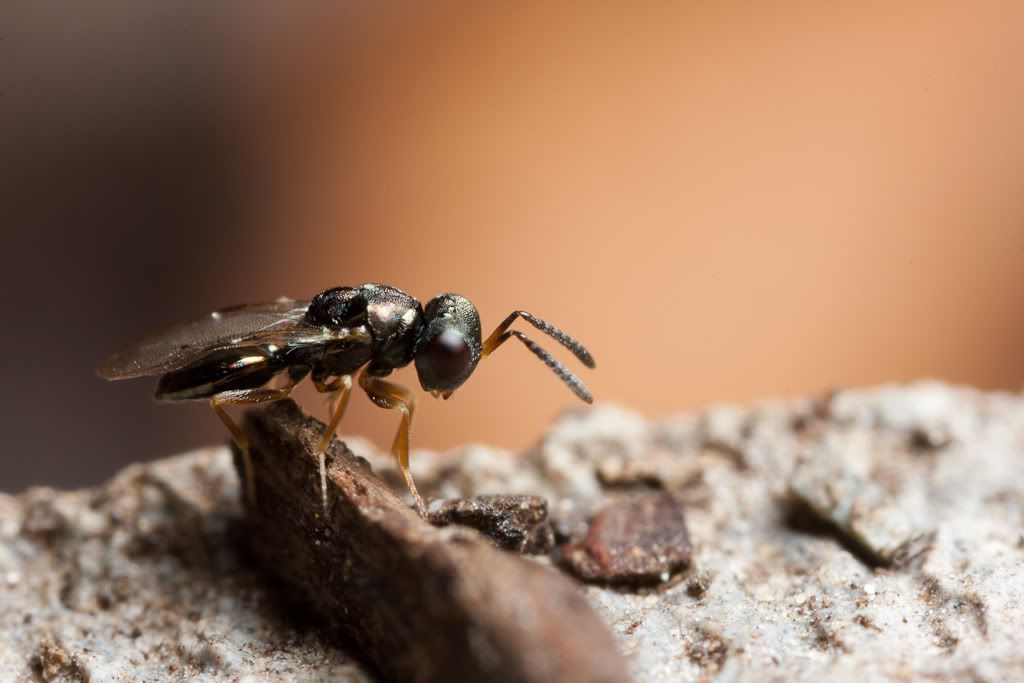 IMAGE: http://i72.photobucket.com/albums/i192/garlicpickle/Canon/lr1small-7603.jpg