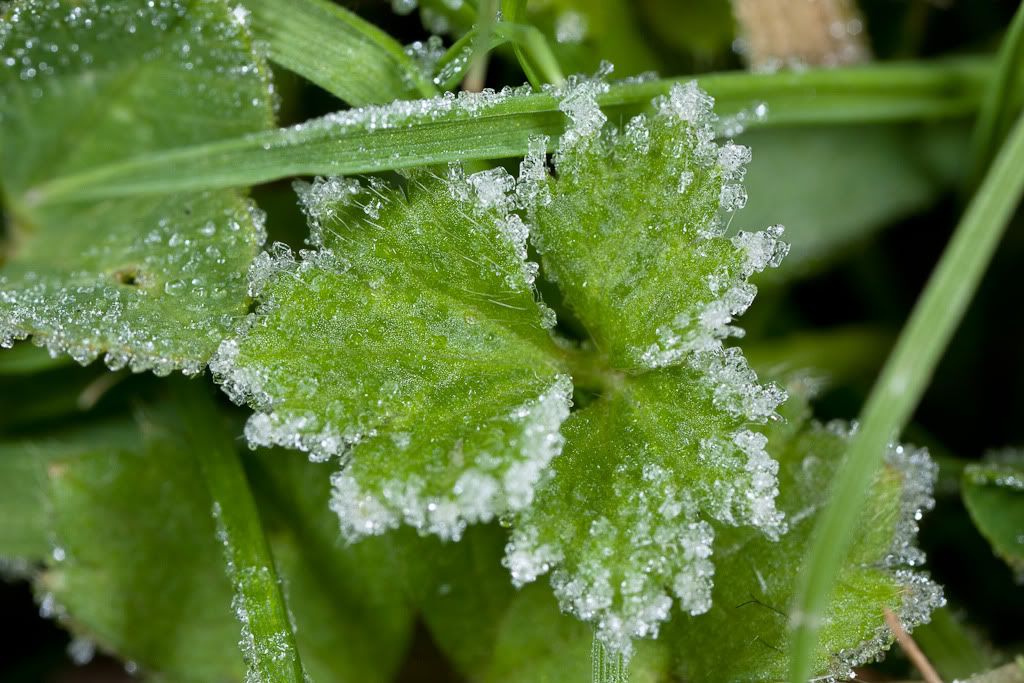 IMAGE: http://i72.photobucket.com/albums/i192/garlicpickle/Canon/lr1small-7669.jpg