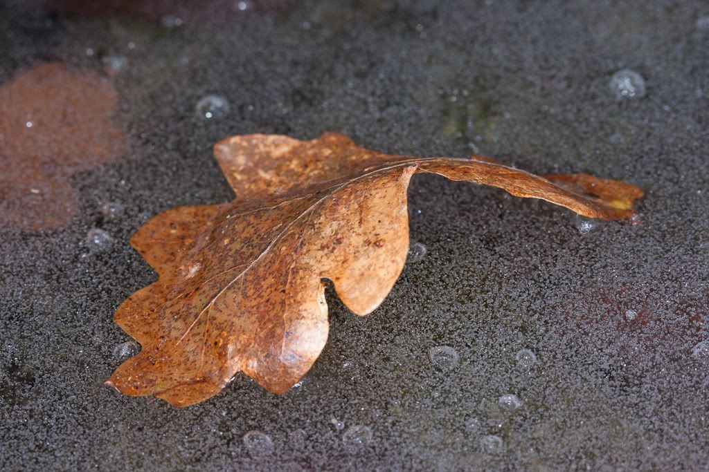 IMAGE: http://i72.photobucket.com/albums/i192/garlicpickle/Canon/lr1small-7671.jpg