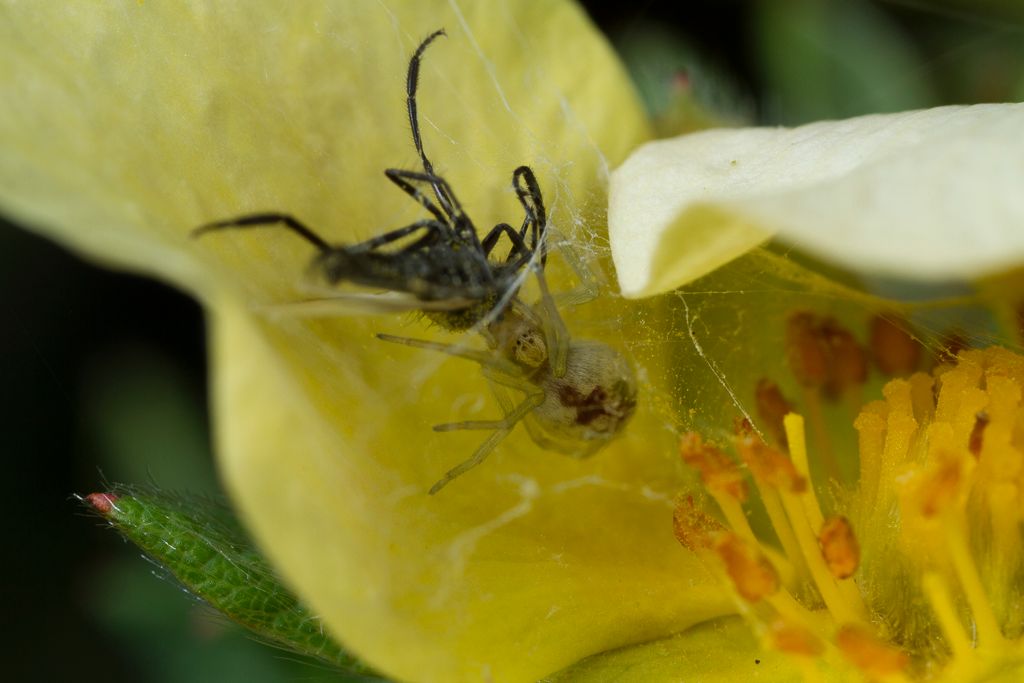 IMAGE: http://i72.photobucket.com/albums/i192/garlicpickle/Canon/lr1small-8480_zps5b5123f9.jpg