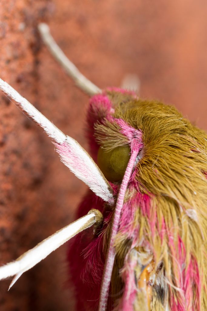 IMAGE: http://i72.photobucket.com/albums/i192/garlicpickle/Canon/lr1small-8642_zps031f6de3.jpg