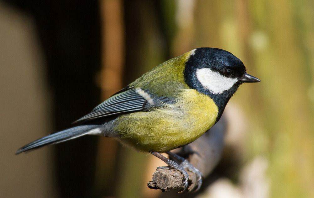 IMAGE: http://i72.photobucket.com/albums/i192/garlicpickle/Canon/lr1small-8717_zpsulmrvpqn.jpg