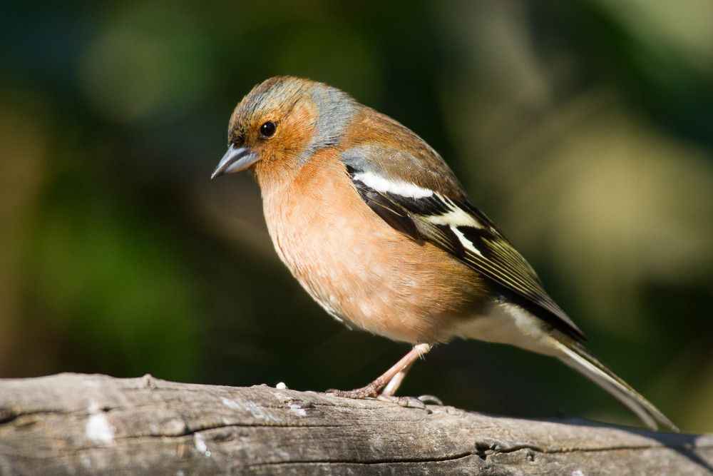 IMAGE: http://i72.photobucket.com/albums/i192/garlicpickle/Canon/lr1small-8751_zpsoscpjpzu.jpg