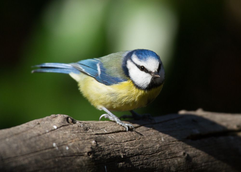 IMAGE: http://i72.photobucket.com/albums/i192/garlicpickle/Canon/lr1small-8759_zpsp6ejsda3.jpg