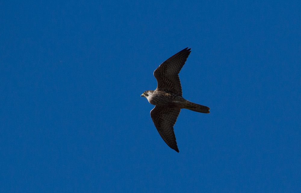 IMAGE: http://i72.photobucket.com/albums/i192/garlicpickle/Canon/lr1small-8847_zpsyt21ao4n.jpg