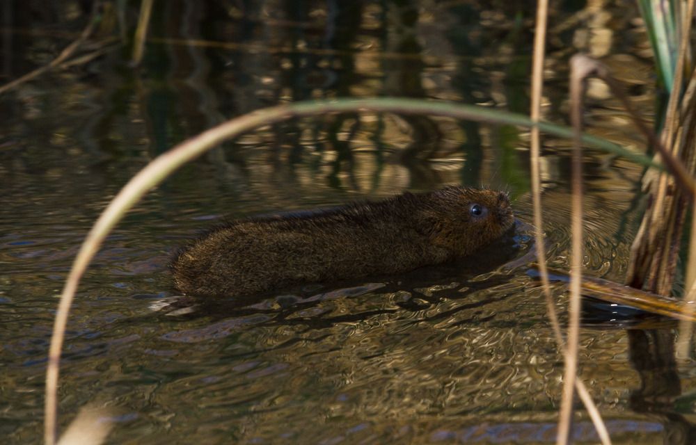 IMAGE: http://i72.photobucket.com/albums/i192/garlicpickle/Canon/lr1small-8879_zpskiuv5ffy.jpg