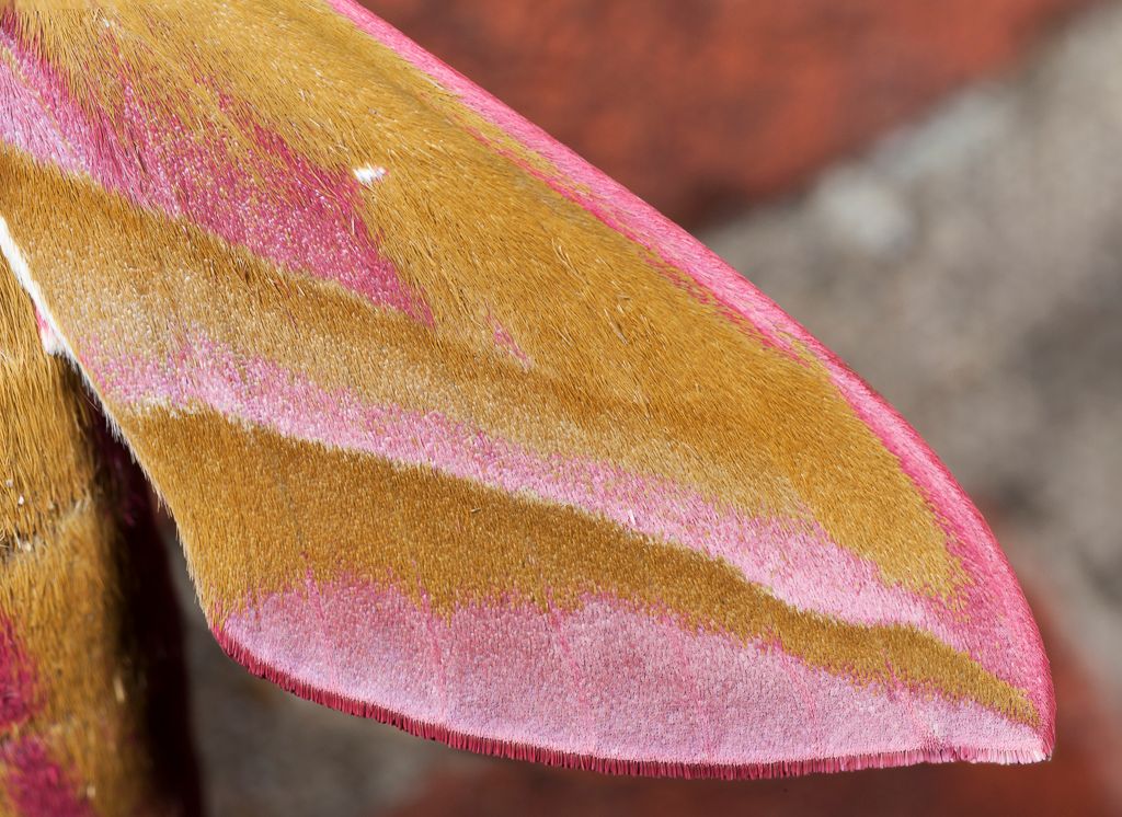 IMAGE: http://i72.photobucket.com/albums/i192/garlicpickle/Canon/lr1small-_zps535d8a02.jpg