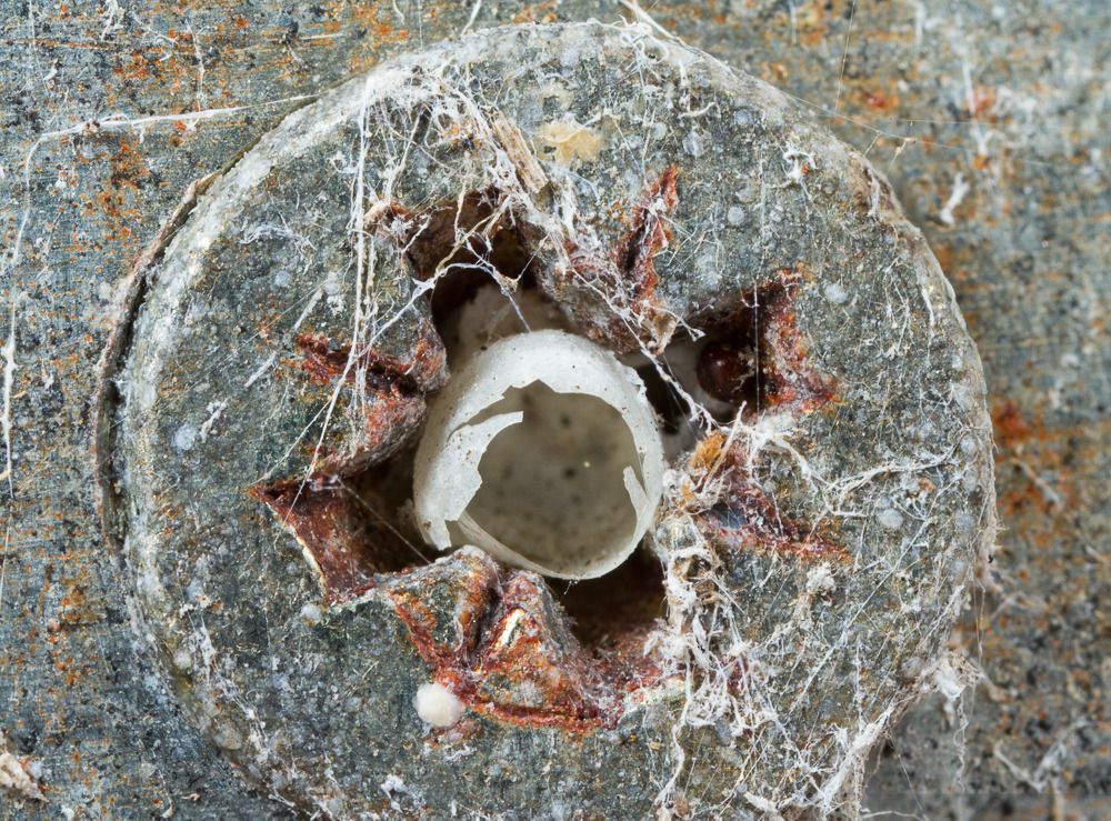 IMAGE: http://i72.photobucket.com/albums/i192/garlicpickle/Canon/lr1small-_zpsyxnmhwsw.jpg