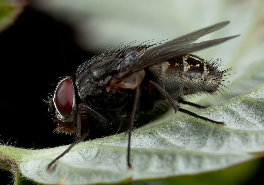 IMAGE: http://i72.photobucket.com/albums/i192/garlicpickle/Canon/lr1small5D0019-21stack-.jpg