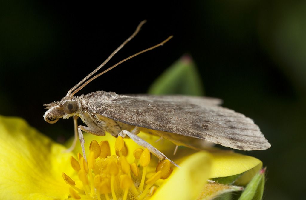 IMAGE: http://i72.photobucket.com/albums/i192/garlicpickle/Canon/lr1smallstack-.jpg