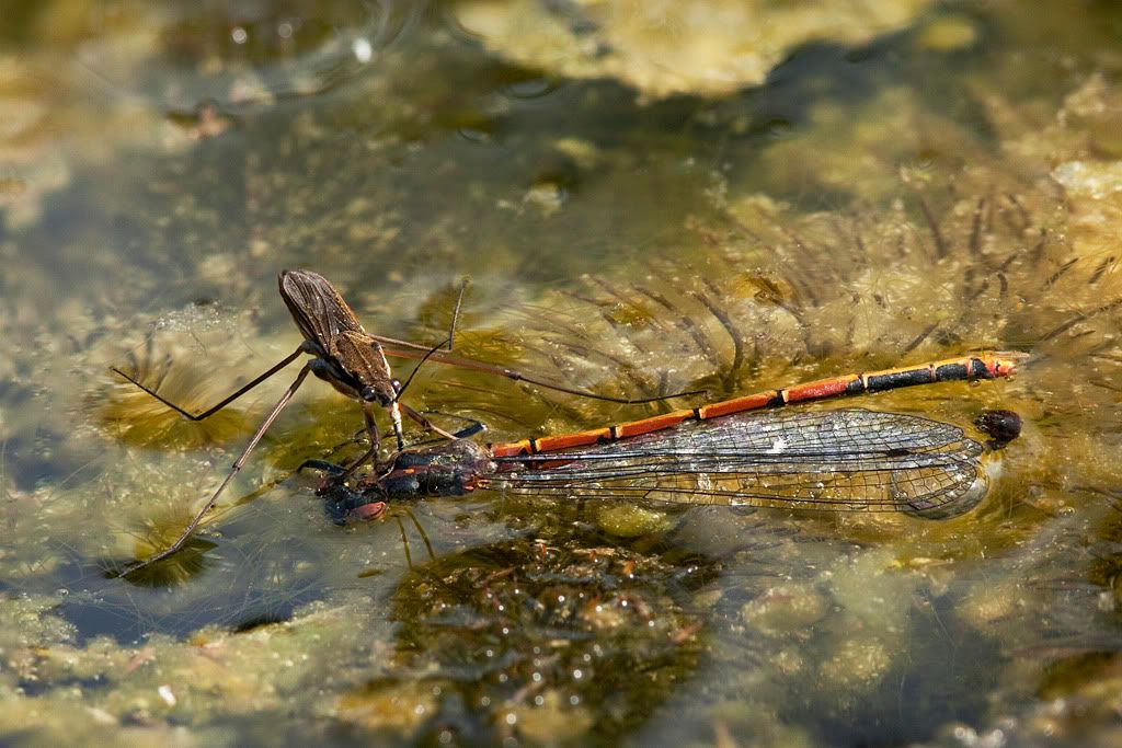 IMAGE: http://i72.photobucket.com/albums/i192/garlicpickle/Canon/lr1smallstack-8409-15.jpg
