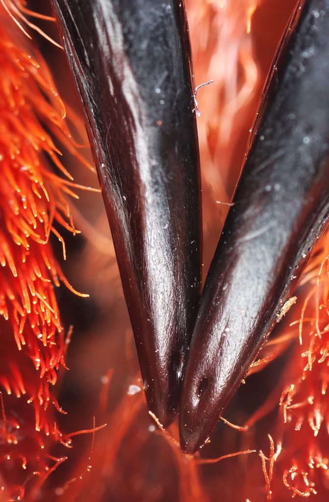 IMAGE: http://i72.photobucket.com/albums/i192/garlicpickle/Canon/lr2stack7305-11small.jpg