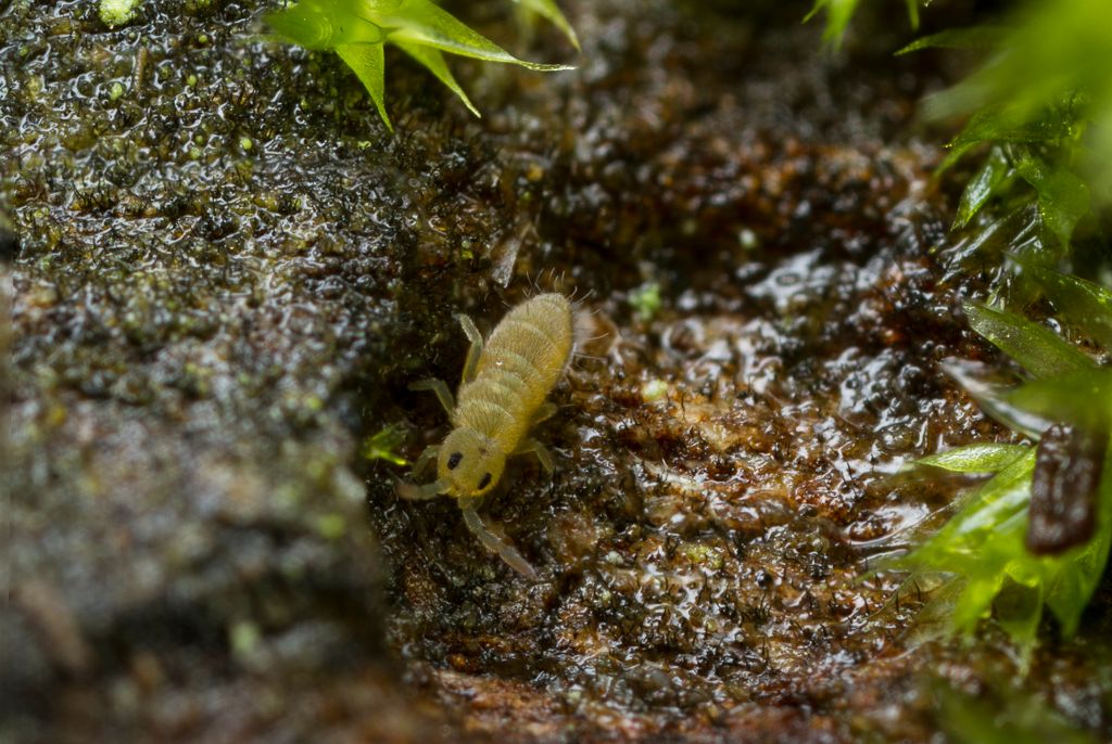 IMAGE: http://i72.photobucket.com/albums/i192/garlicpickle/Canon/lrsmall--2_zpsc816676e.jpg