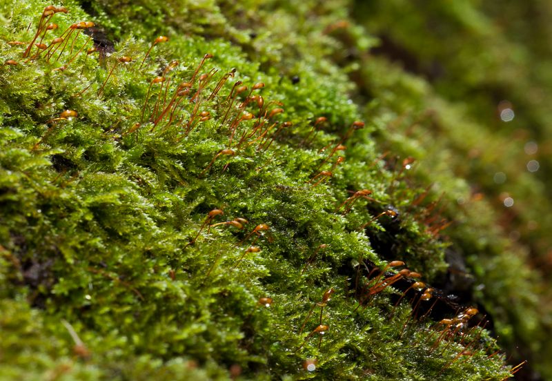 IMAGE: http://i72.photobucket.com/albums/i192/garlicpickle/Canon/lrsmall-1_zpse9a6b5a2.jpg