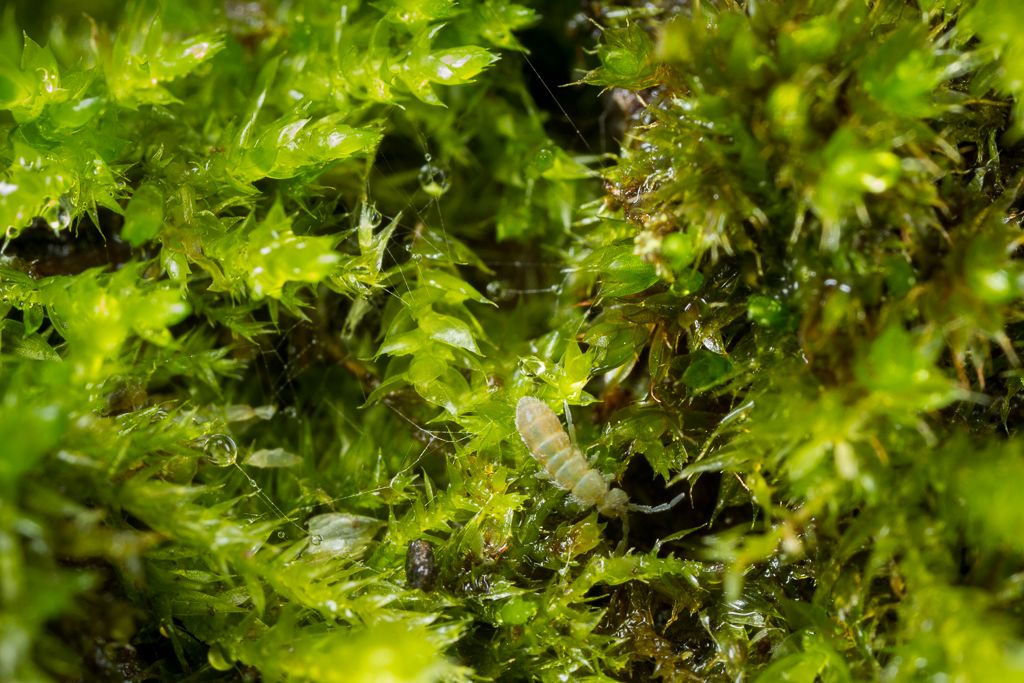 IMAGE: http://i72.photobucket.com/albums/i192/garlicpickle/Canon/lrsmall-5019_zpse416f1e0.jpg