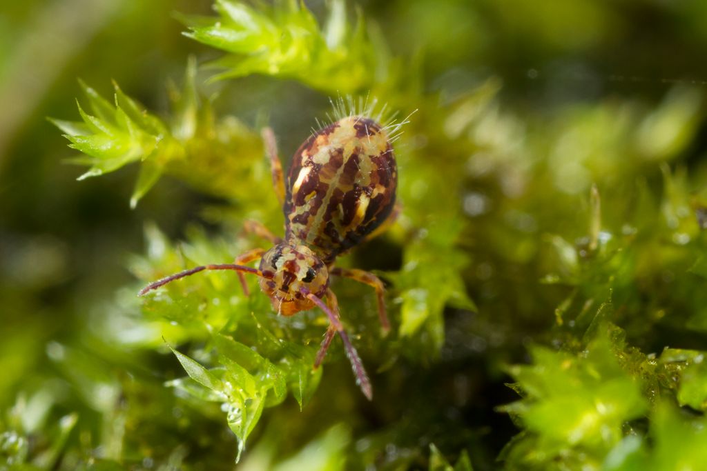 IMAGE: http://i72.photobucket.com/albums/i192/garlicpickle/Canon/lrsmall-5029_zps5b71f4ea.jpg