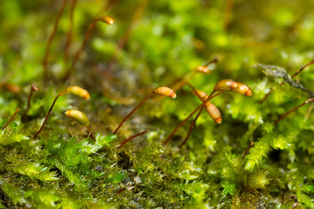 IMAGE: http://i72.photobucket.com/albums/i192/garlicpickle/Canon/lrsmall-5050_zpsd4144d26.jpg