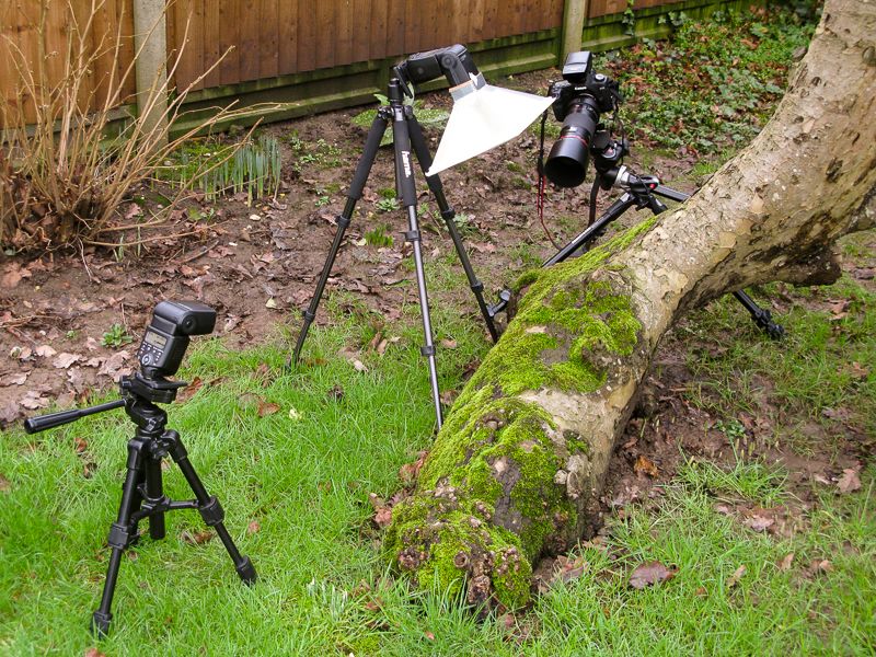 IMAGE: http://i72.photobucket.com/albums/i192/garlicpickle/Canon/lrsmall-7562_zps8a88fd94.jpg