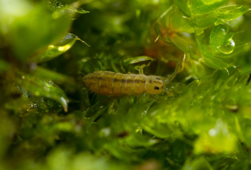 IMAGE: http://i72.photobucket.com/albums/i192/garlicpickle/Canon/lrsmall-_zpsc295de55.jpg