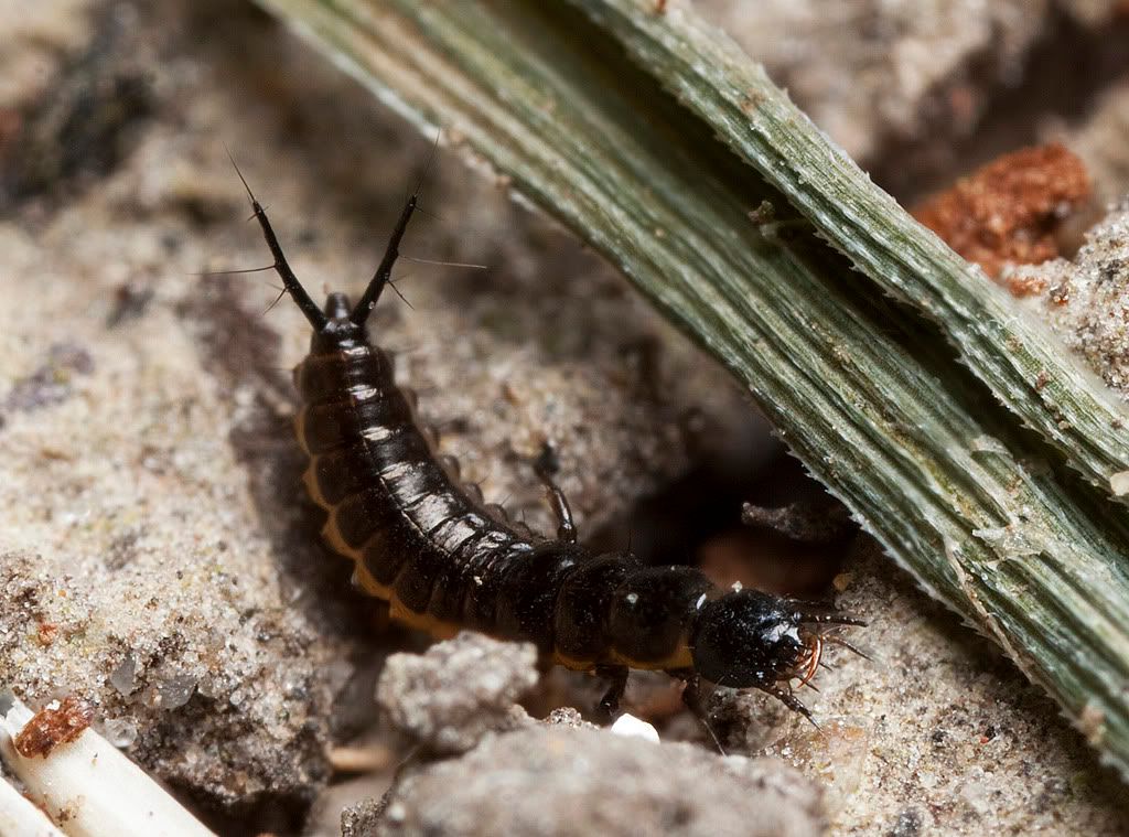 IMAGE: http://i72.photobucket.com/albums/i192/garlicpickle/Canon/stack-2482-4smallcrop.jpg