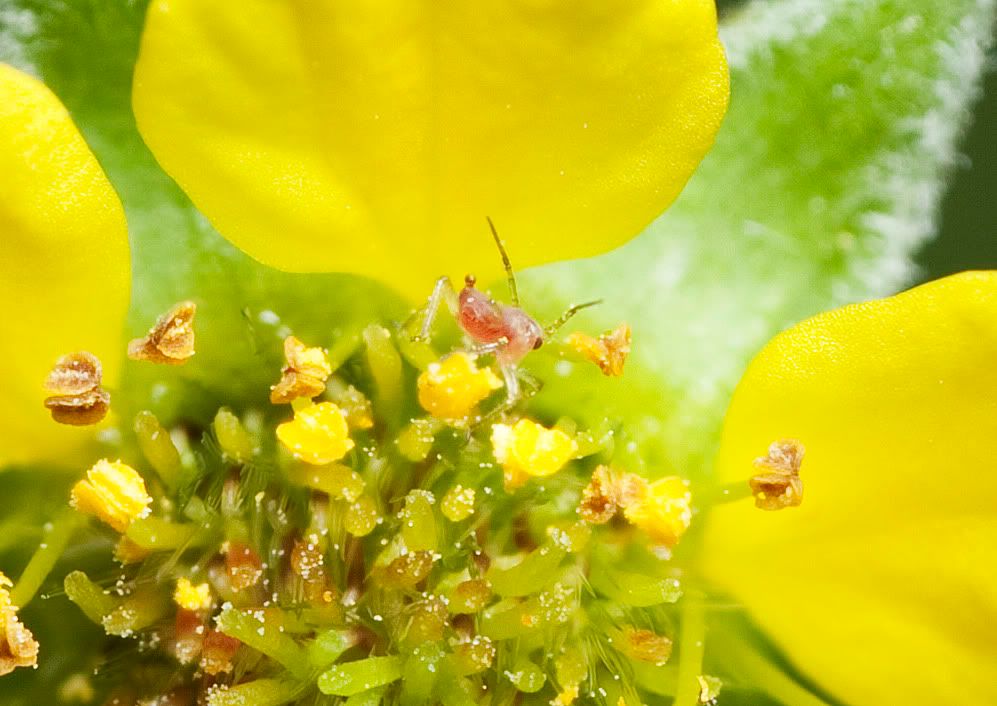 IMAGE: http://i72.photobucket.com/albums/i192/garlicpickle/Canon/stack4353-4crop.jpg