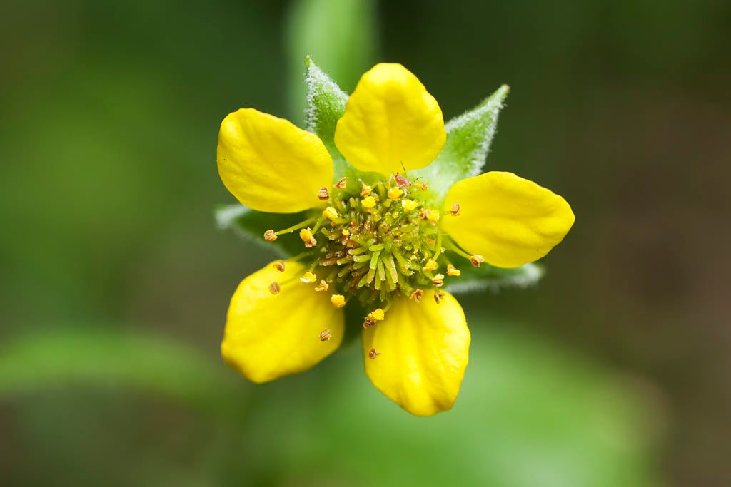 IMAGE: http://i72.photobucket.com/albums/i192/garlicpickle/Canon/stack4353-4small.jpg