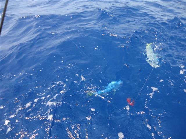 bimini7.jpg