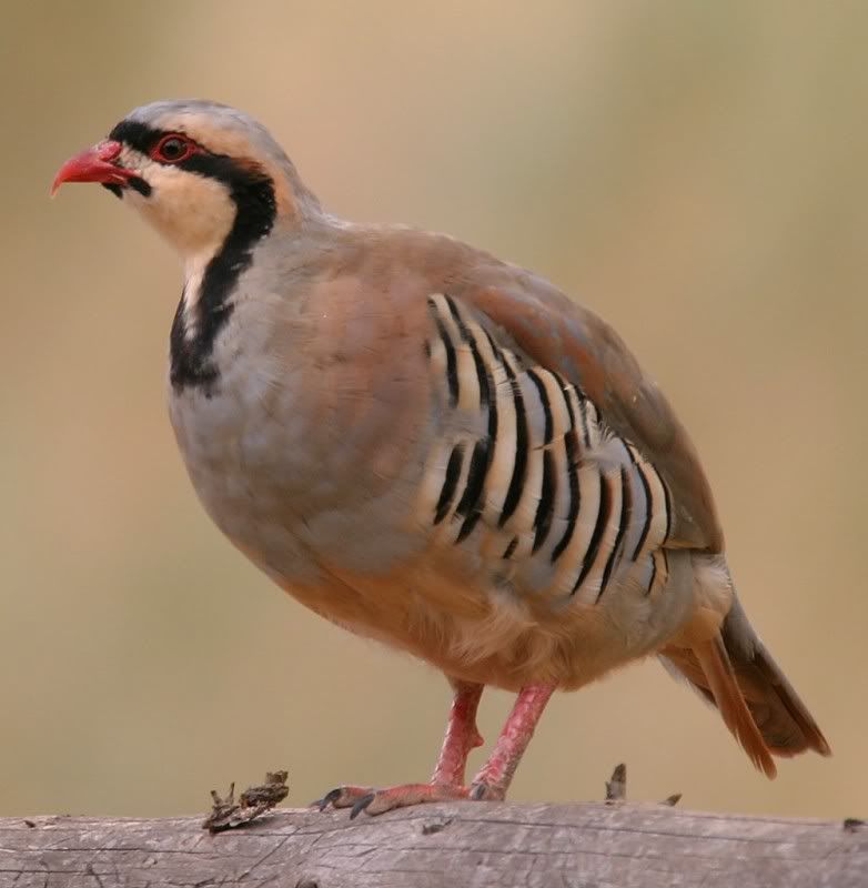 Chukar-1001x1024.jpg