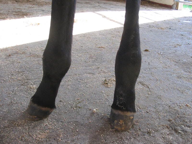 Foal with swollen hind fetlocks........