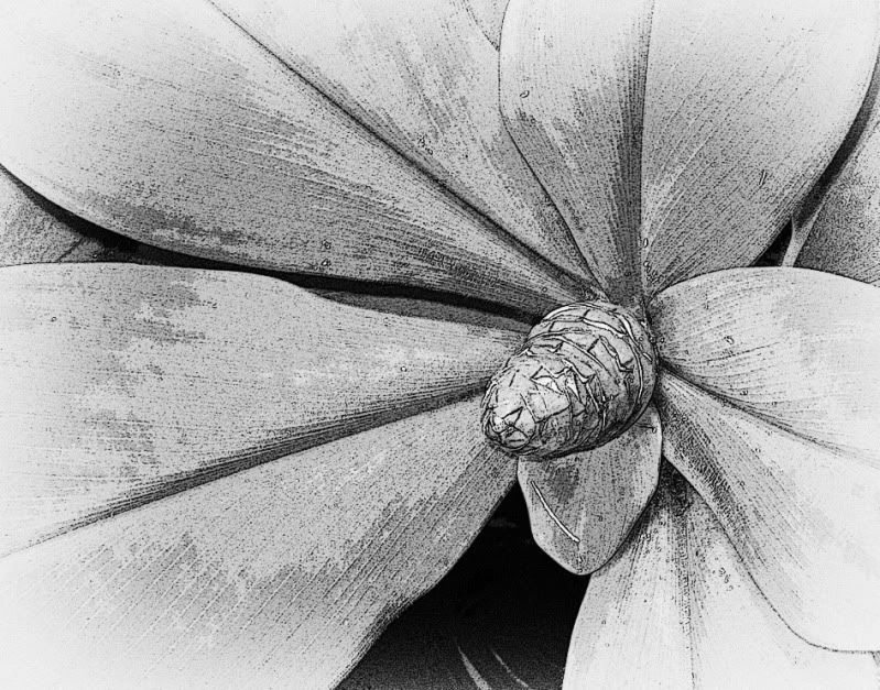 Plant2BW-1.jpg