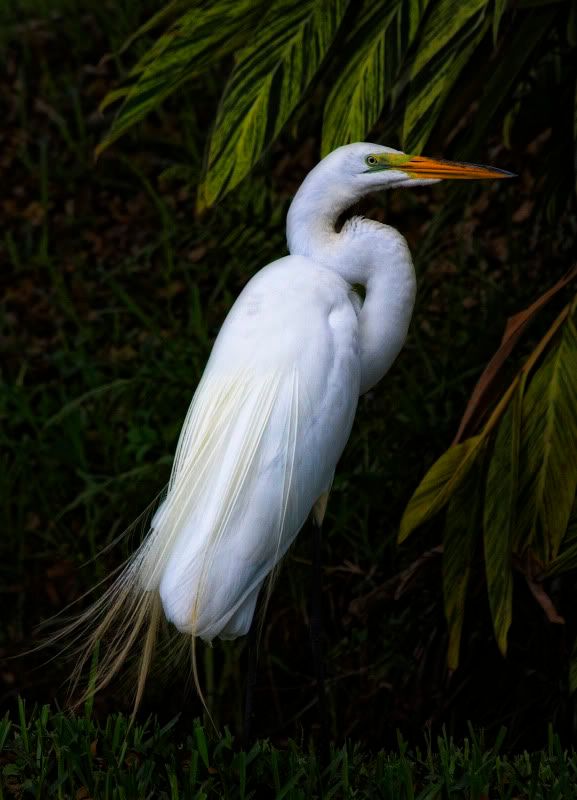 egret4.jpg