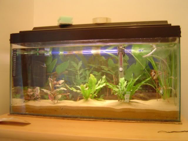 fishtank1_sml.jpg