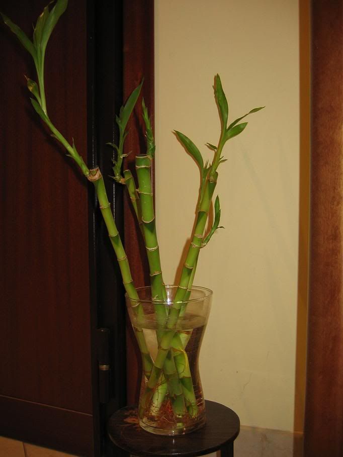 rid-2005-02.jpg