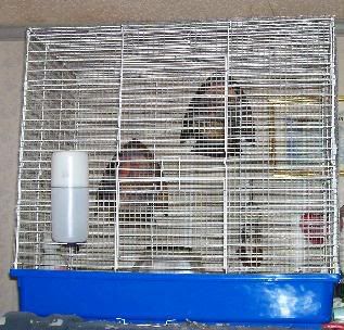 cage.jpg