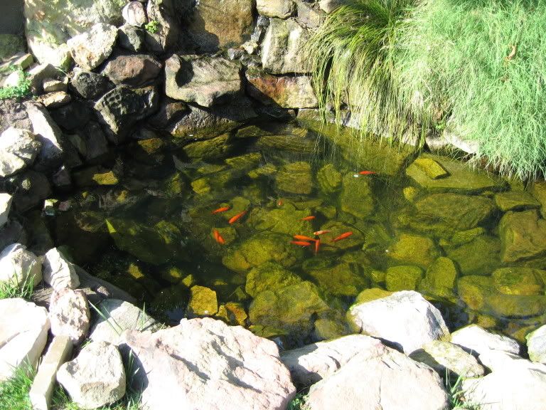 My 350 gallon pond Nano Aquariums Aquatic Plant Central